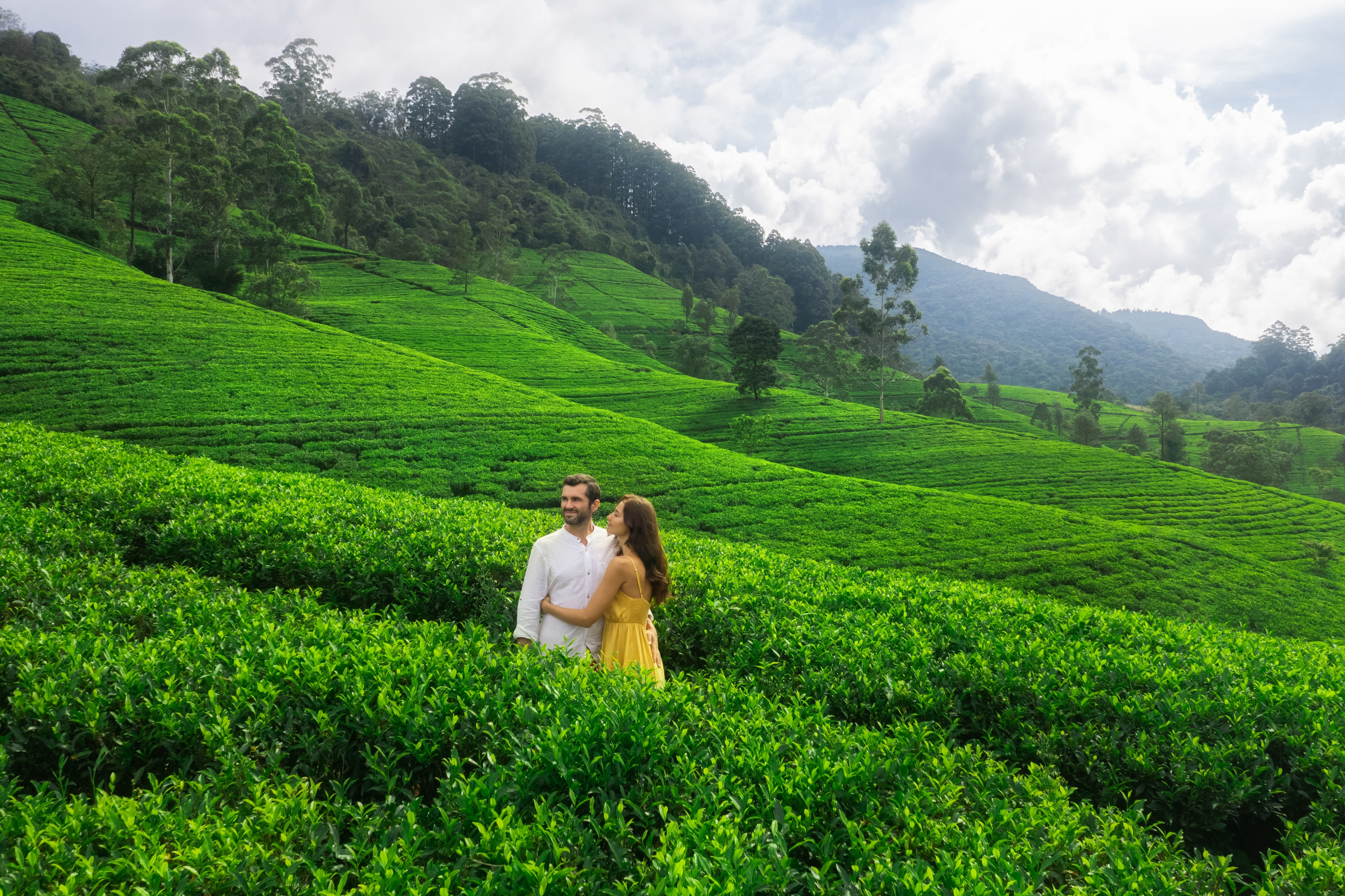 Nuwaraeliya Tea Plantations